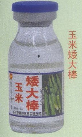 点击查看详细信息<br>标题:玉米矮大棒 阅读次数:1600