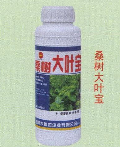 点击查看详细信息<br>标题：桑树大叶宝 阅读次数：1640